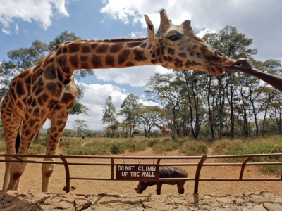 Найроби сити тур, Приют Слонов, Центр Жирафов, Национальный парк Найроби
