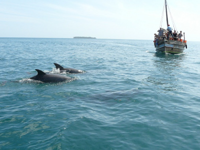 Дельфины в морском парке Кисити и остров Васини
