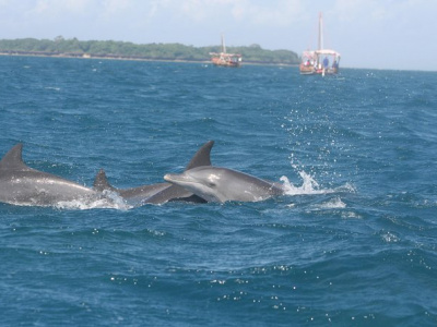Дельфины в морском парке Кисити и остров Васини