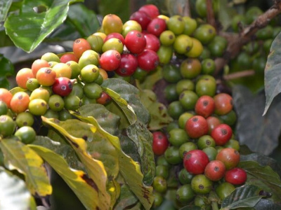 Кофейная плантация, дегустация кофе