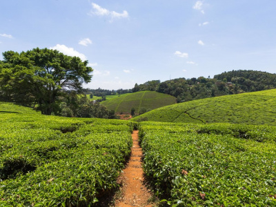 Чайные плантации, дегустация чая