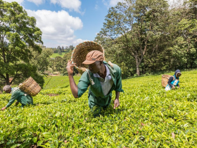 Чайные плантации, дегустация чая