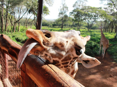 Национальный парк Найроби, Приют Слонов, Центр Жирафов