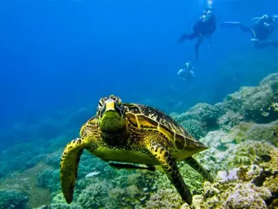 Дельфины в морском парке Кисити и остров Васини