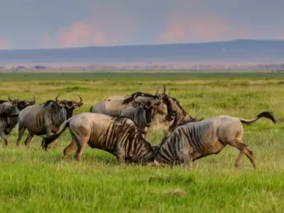 Национальный парк Амбосели 1 День